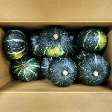 단호박(외식전용 10수내외 10Kg/BOX)