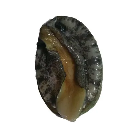 전복(생물_40~43마리/kg KG)/국내산