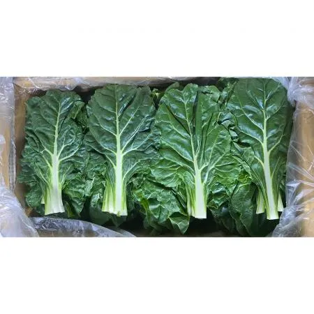 근대(상 한국청과 179번 4Kg/BOX)