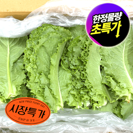 ★매일시장특가★ 로메인(상 2KG/BOX) 초특가 채소 야채 유러피언 농산물 유럽 유러피안 유로피안