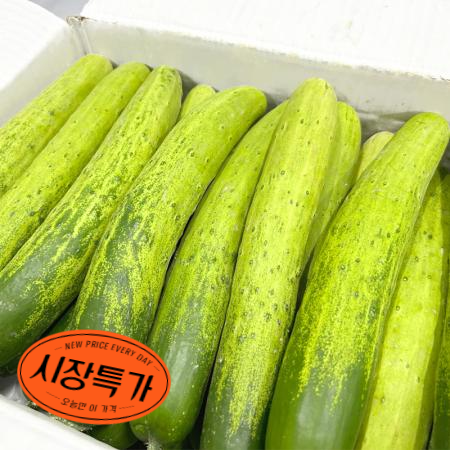 ★매일시장특가★ 백오이(특 50입/BOX) 다다기오이 초특가 채소 야채 오이 다다기