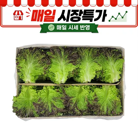 ★매일시장특가★ 꽃상추 (특 4Kg/BOX)