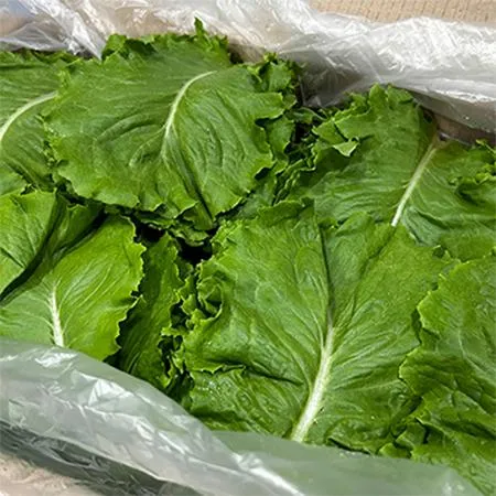 청상추(상 한국청과 179번 4Kg/BOX)