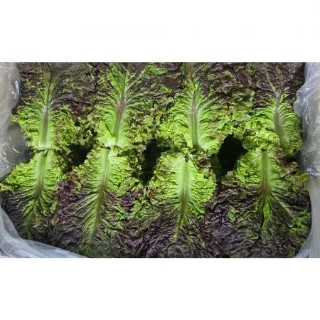 적상추(상 한국청과 179번 4Kg/BOX)