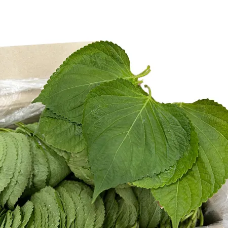 ★매일시장특가★ 깻잎(찹찹이 특 1KG/BOX)
