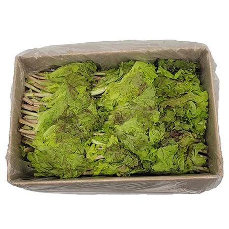 ★매일시장특가★ 적쫑상추(4Kg/BOX) 이미지