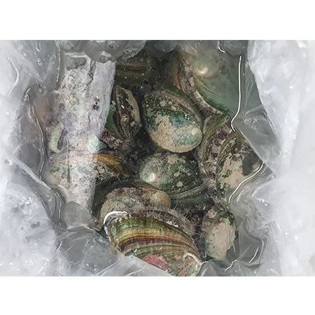 전복 1kg ( 생물_15~18마리/kg ) 이미지