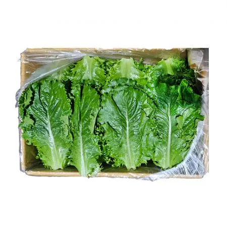  로메인(상 한국청과 179번 2Kg/BOX)