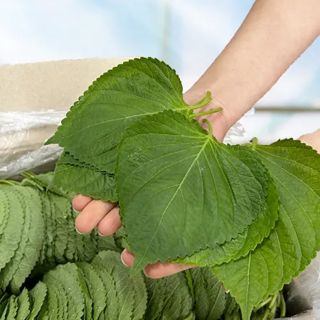 ★매일시장특가★ 깻잎(찹찹이 특 1KG/BOX) 초특가 채소 야채 이미지