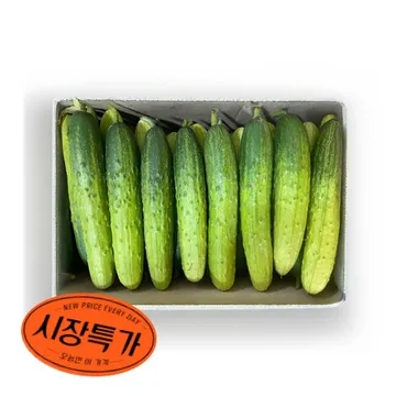 ★매일시장특가★ 다다기오이(상 10Kg/BOX) 백오이 오이 초특가 채소 야채 국내산 오이 다다기