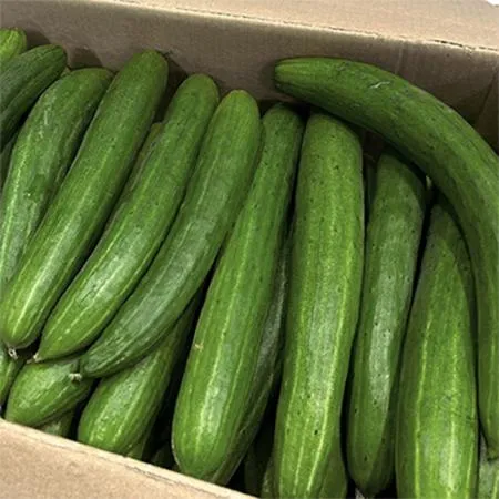 취청오이 (강서시장, 상 10Kg/BOX)