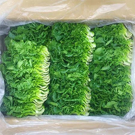★매일시장특가★ 쌈추(상 1Kg/BOX) 쌈배추