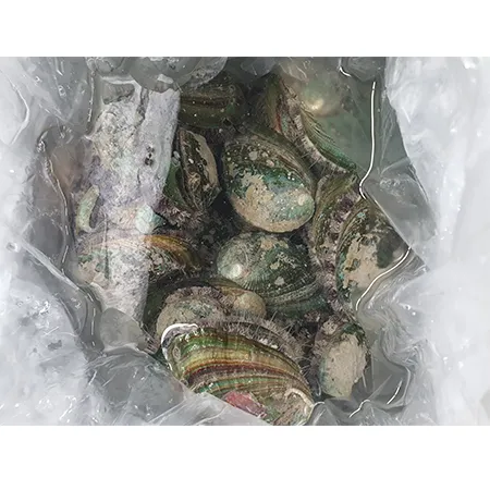 전복 1kg ( 생물_12~15마리/kg ) 이미지