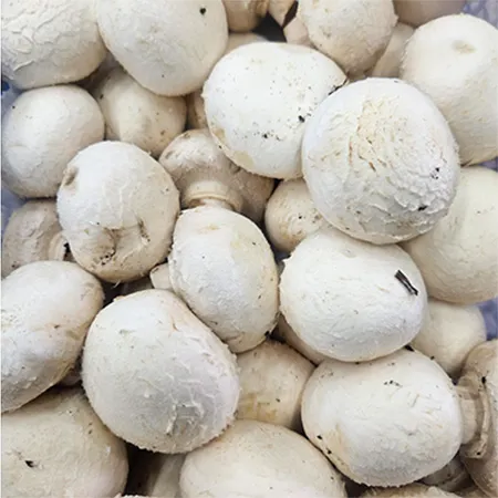 ★매일시장특가★ 양송이버섯 500g (중국산)