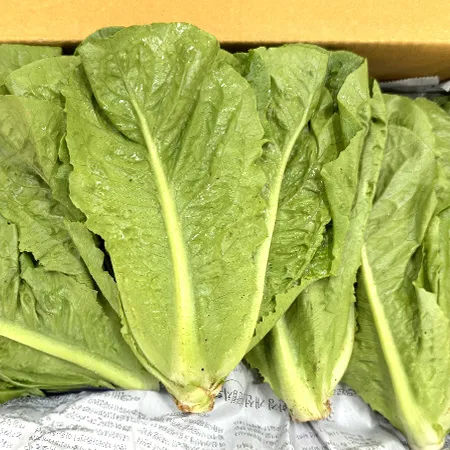 ★매일시장특가★ 통로메인(상 2Kg/BOX) 로메인 이미지