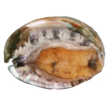 전복(생물_30~33마리/kg KG)/국내산