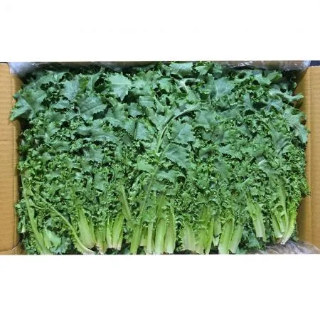 치커리(상 한국청과 179번 2Kg/BOX)