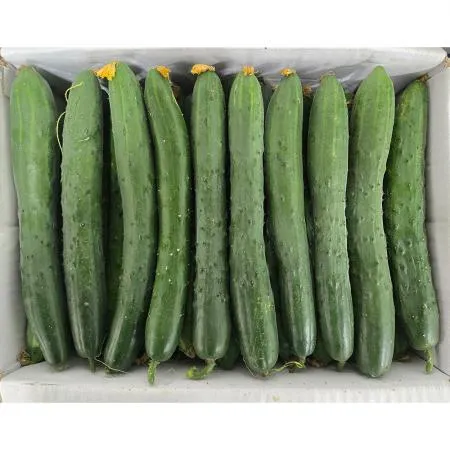 취청오이(상 한국청과 106번 10Kg/BOX)