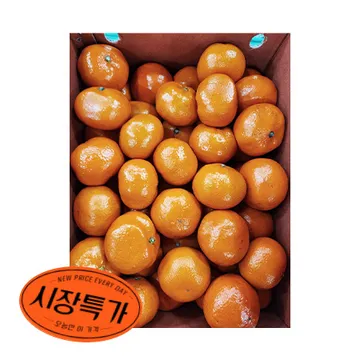 ★매일시장특가★ 감귤 (L_40~46과 5Kg/BOX) 과일 초특가 카페 생과