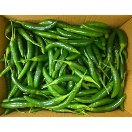 아삭이고추(상 한국청과 106번 10Kg/BOX)