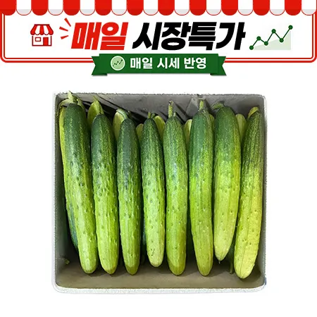 ★매일시장특가★ 다다기오이(외식전용 상 10Kg/BOX) 백오이