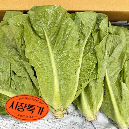 ★매일시장특가★ 통로메인(상 2Kg/BOX) 초특가 채소 야채 유러피언 농산물 유럽 유러피안 유로피안 로메인 