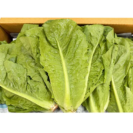 ★매일시장특가★ 통로메인(상 2Kg/BOX) 로메인