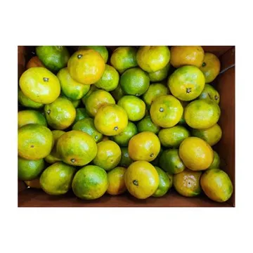 ★매일시장특가★ 감귤 (S_60~79과 5Kg/BOX) 조생귤 녹색과포함