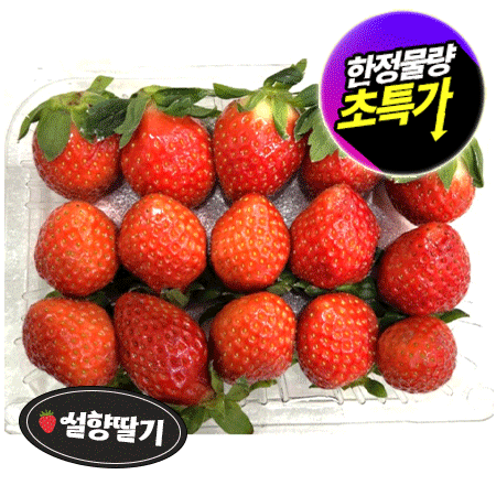 ★초특가★ 설향 딸기 (한정물량 24~32입 500g/EA) 과일 겨울과일