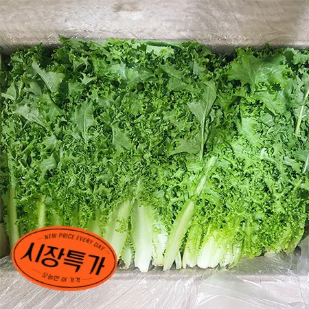 ★매일시장특가★ 치커리(상 2KG/BOX) 초특가 채소 야채