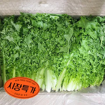 ★매일시장특가★ 치커리(상 2KG/BOX) 초특가 채소 야채