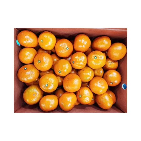 ★매일시장특가★ 감귤 (M_47~60과 5Kg/BOX) 과일 초특가 이미지