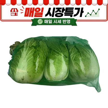 ★매일시장특가★ 배추 (국내산, 상, 3입, 48망)