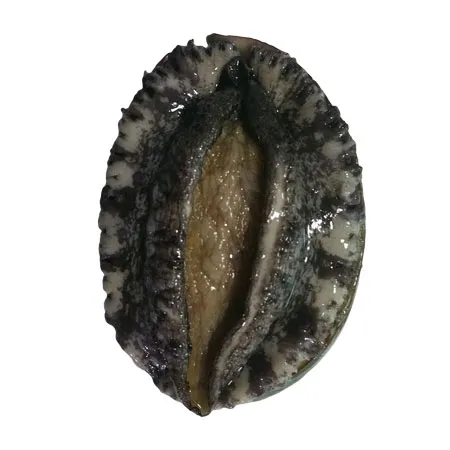 전복(생물_10~12마리/kg KG)/국내산