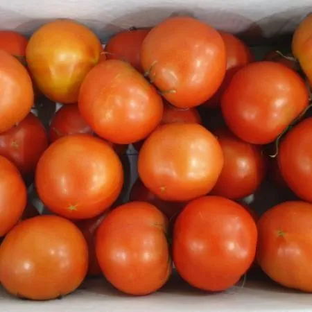 ★매일시장특가★ 토마토(완숙 2~3번구 25-33과 5KG/BOX) 이미지