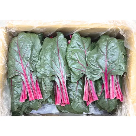 ★매일시장특가★ 적근대 (2Kg/BOX)