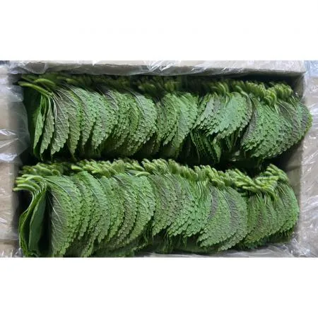 깻잎(찹찹이 한국청과 179번 1Kg/EA)