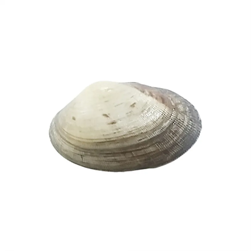 바지락(생물_부분해감_A자 1Kg/EA)/중국산 이미지
