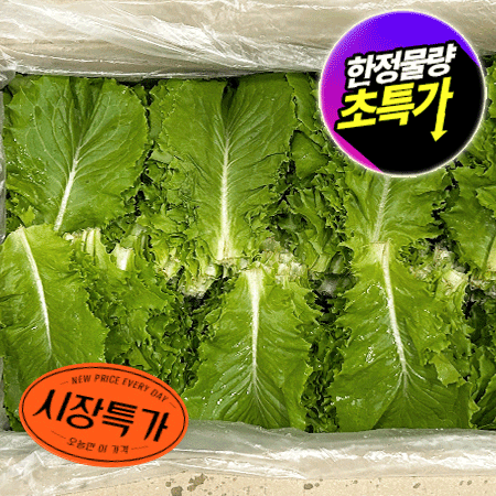 ★매일시장특가★ 청상추(국내산 상 4Kg/BOX) 상추 초특가 채소 야채