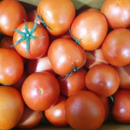 ★매일시장특가★ 토마토(완숙_20~25과 5Kg/BOX) 이미지