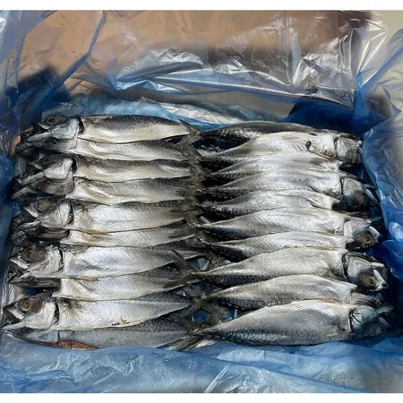 간고등어(소_20손 8Kg/BOX)