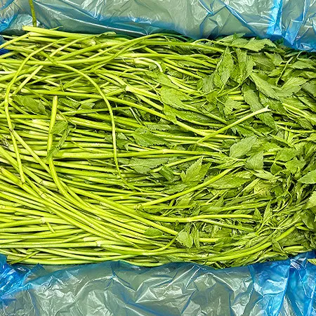 돌미나리(상등급 4Kg/BOX) 미나리