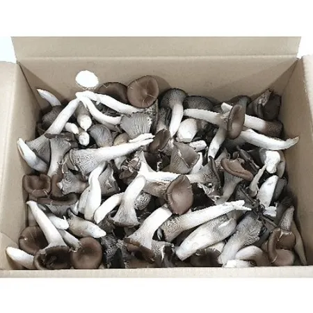 느타리버섯(상품 찹찹이 2Kg/BOX)/국내산