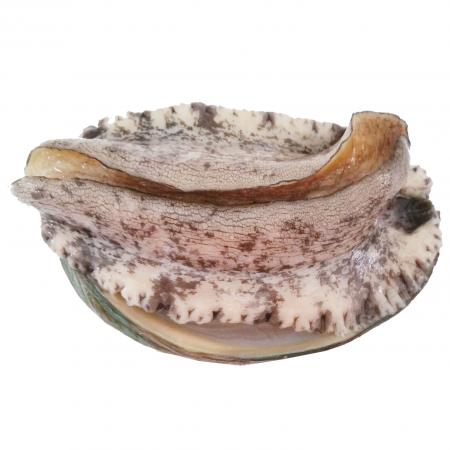 전복(생물_12~15마리/kg KG)/국내산