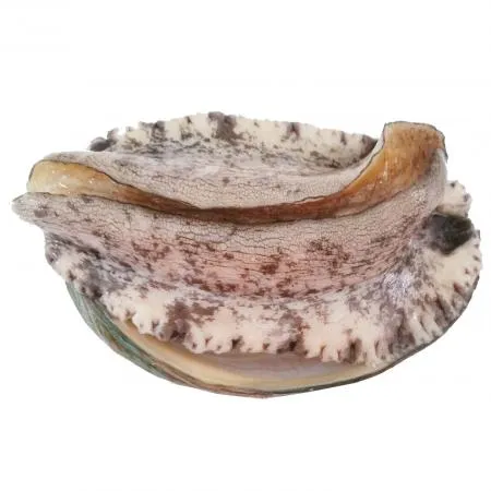 전복(생물_12~15마리/kg KG)/국내산