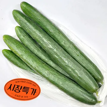 ★매일시장특가★ 취청오이/상/5입/청오이 초특가 채소 야채 오이 취청