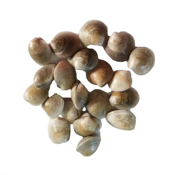 모시조개(생물_백색 KG)/중국산