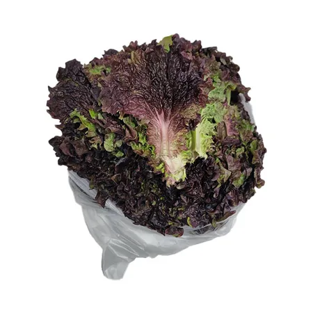 ★매일시장특가★ 적상추(상 500g/EA) 상 상추 초특가 채소 야채 이미지