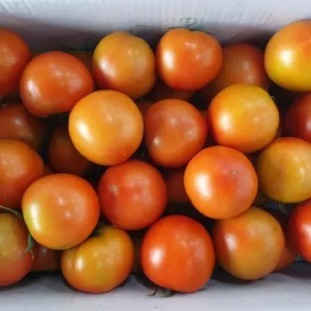 ★매일시장특가★ 토마토(완숙 34-50과(4번과 정도)5KG/BOX)  이미지