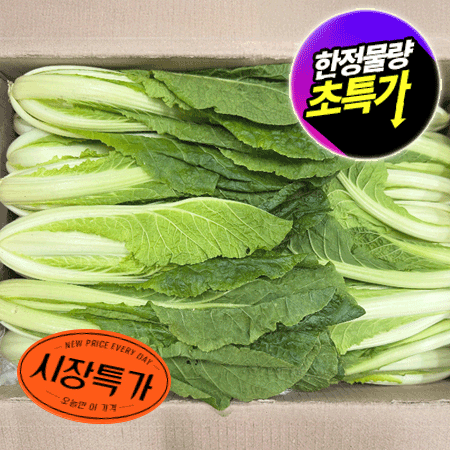 ★매일시장특가★ 얼갈이배추(상 4Kg/BOX) 초특가 채소 야채 얼갈이
